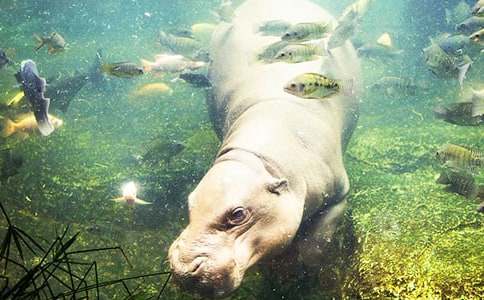 ���ĕ�(hu�� )�w�ĺ��R