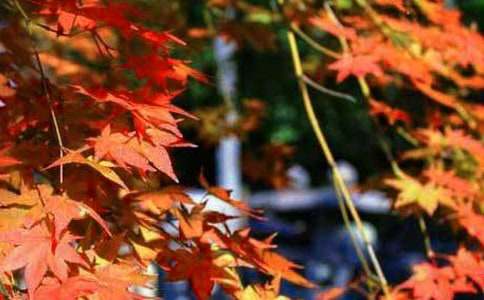 �P(gu��n)�ڼt�~�ȵ�����