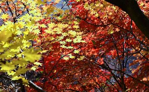 香山賞紅葉的優(yōu)美作文(精選23篇)