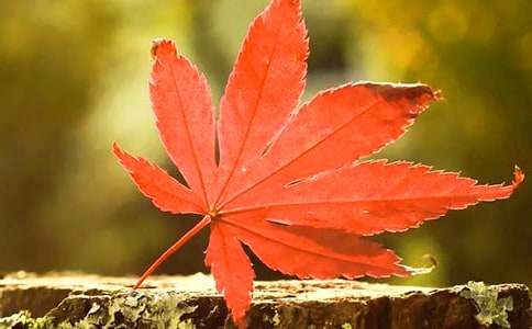 ��������ɽ�t�~����