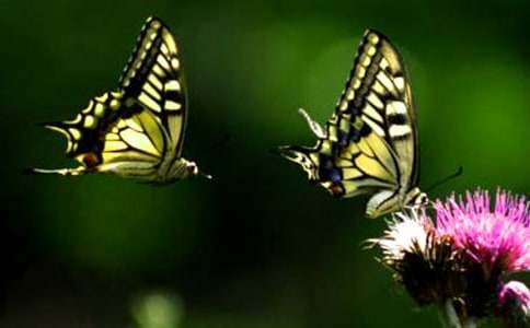 �Α�׽�����̰�