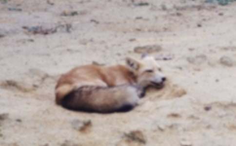 ���f�c��؂��������