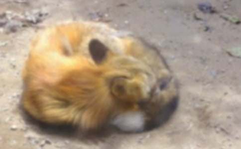 С�� (t��ng)�f(shu��)�Α���Z�ͺ�؂�̰�