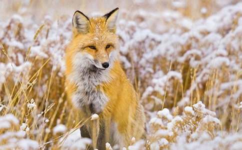 ����һֻ�׺�؂����