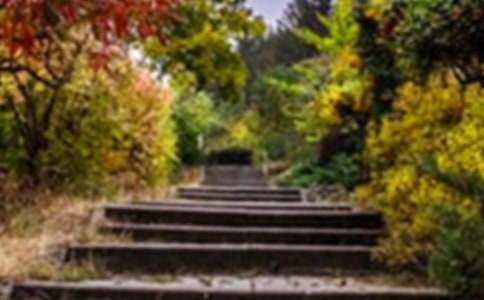 未來(lái)的花園作文