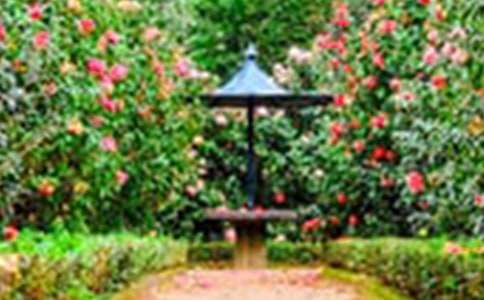 ��(m��ng)�뻨�@����15ƪ