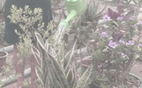 澆花匠的道德作文