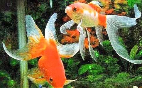 描寫(xiě)小金魚(yú)作文200字