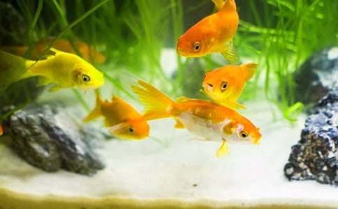 �茑(xi��)���~(y��)���ӵ�С�W(xu��)�����ģ�ͨ��20ƪ��