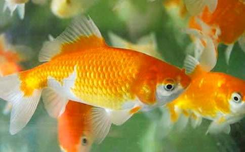 С�W(xu��)����ŭ��С���~(y��)��(y��u)�����ģ�ͨ��8ƪ��