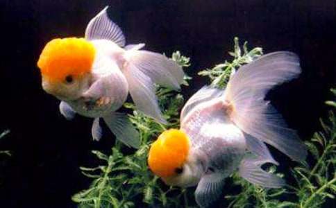 ���P(gu��n)���~(y��)�^(gu��n)�����ģ�ͨ��16ƪ��