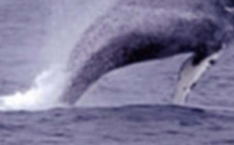 �а�̰������L�~(y��)�Ĵ�ԡ��