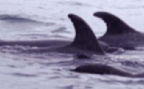 大班語(yǔ)言教案《海螺和大鯨魚(yú)》