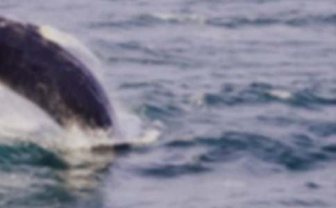 鯨魚(yú)作文600字八篇