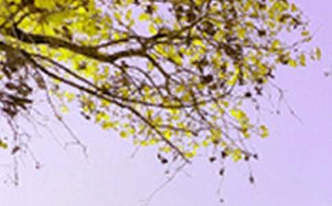 �����T�˵ľ�ɫ����