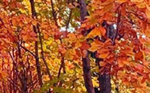 �P(gu��n)�ڲ�ԭ�ľ�ɫ����800��