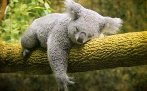 考拉大冒險觀(guān)后感