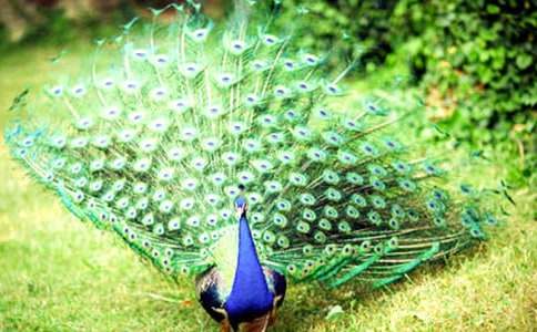 ����ȸ�|���w���Č�(xi��)����500�֣�ͨ��10ƪ��