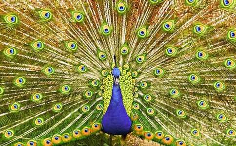 ����Ԣ�Թ��£���ȸϧβ