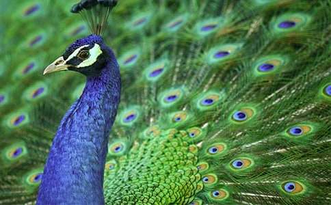 【精】和平孔雀作文