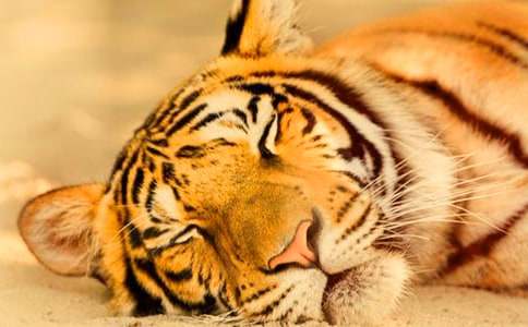 ���P(gu��n)�ϻ�ͯԒ(hu��)���ĺϼ�8ƪ