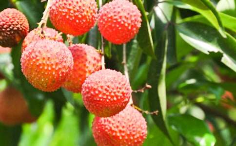 荔枝作文600字(精選107篇)