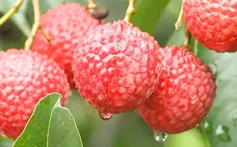 ����Ʒ����֦����600��4ƪ