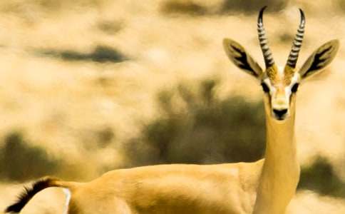 藏羚羊的處境初二作文(通用25篇)