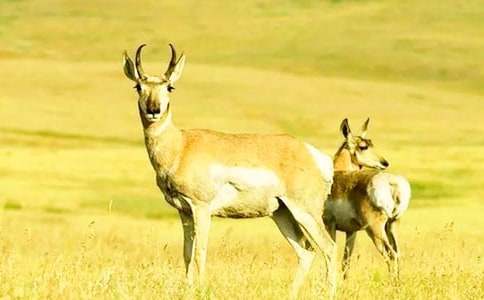 跪拜的藏羚羊好詞好句