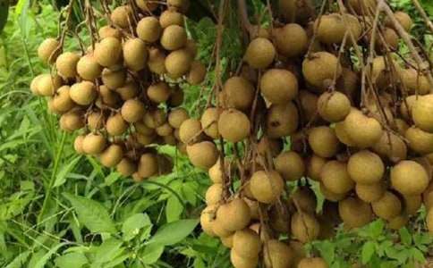 我愛(ài)龍眼作文400字