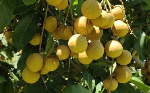 故鄉的龍眼作文4篇