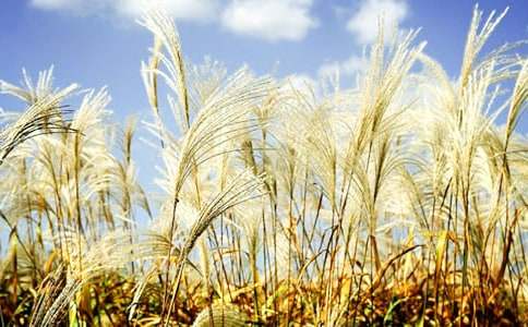 會(huì )思考的電子蘆葦作文1000字