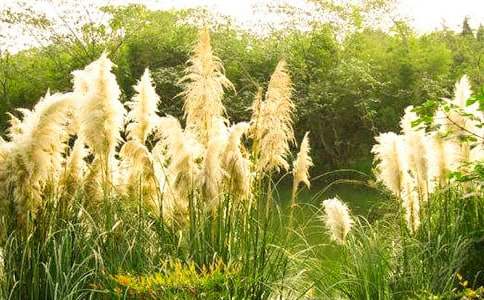 描寫(xiě)蘆葦的作文(通用59篇)