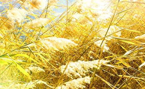 秋天的蘆葦蕩作文