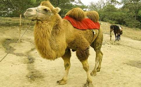 馬和駱駝作文