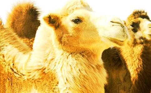 ���̰����¡��ڰ������񄡷�̌W(xu��)�OӋ