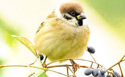 �茑(xi��)С��ȸ��С�W(xu��)����