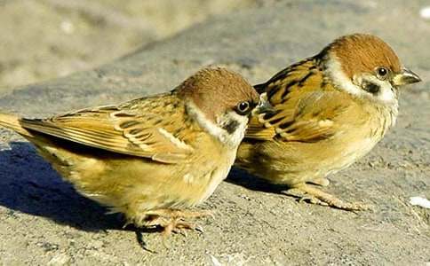 ��ϲ�gС��ȸС�W(xu��)������