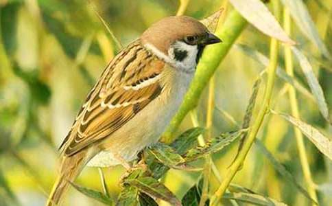 ���������ȸ��������