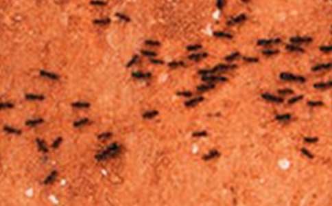 ��Λρ���X�X���̰�