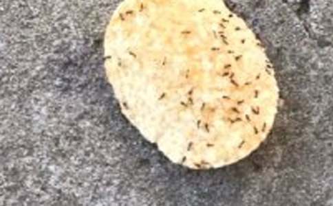 ��СΛρ���̰�