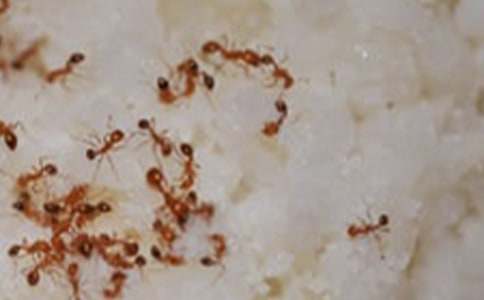 《螞蟻搬豆豆》教案與反思(精選22篇)