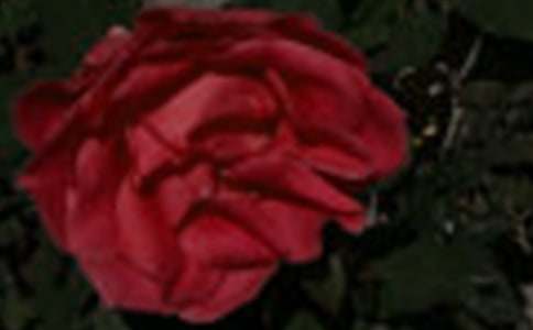 �茑(xi��)õ�廨�����ľ��x