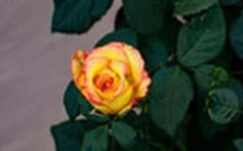  �茑(xi��)õ�廨���ε����ģ����x48ƪ��