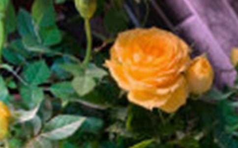 �茑(xi��)õ�廨�ĝM(m��n)�����ģ�ͨ��60ƪ��