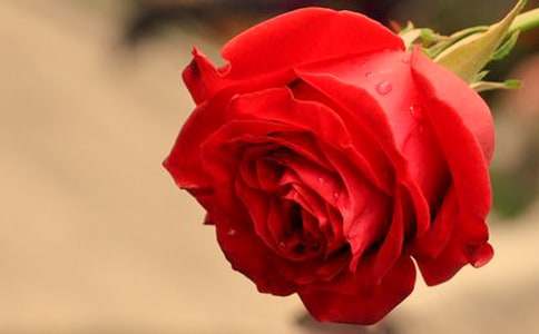 �茑(xi��)���̵�õ������