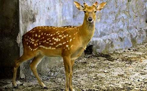 梅花鹿的`作文(精選38篇)