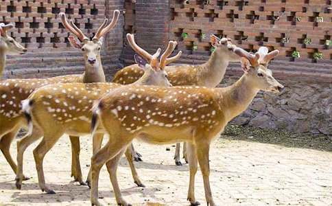 寫(xiě)梅花鹿的作文(7篇)