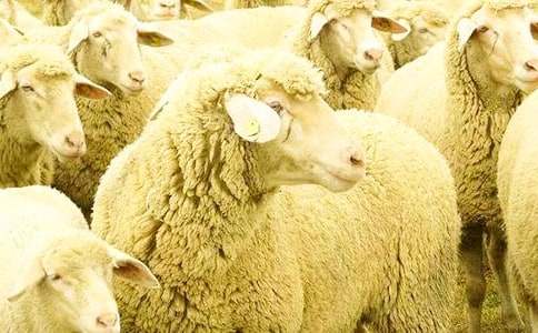 飛上天空的綿羊童話(huà)故事(精選10個(gè))