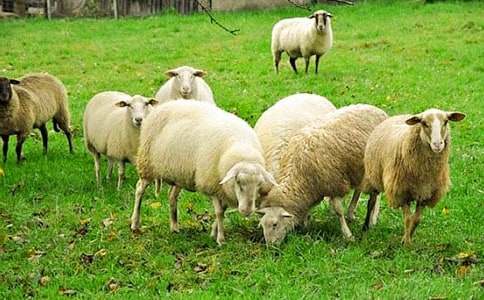 小綿羊和大灰狼童話(huà)作文